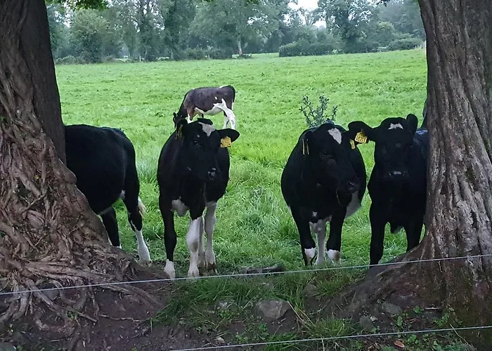 Glasson Glamping Farm Athlone